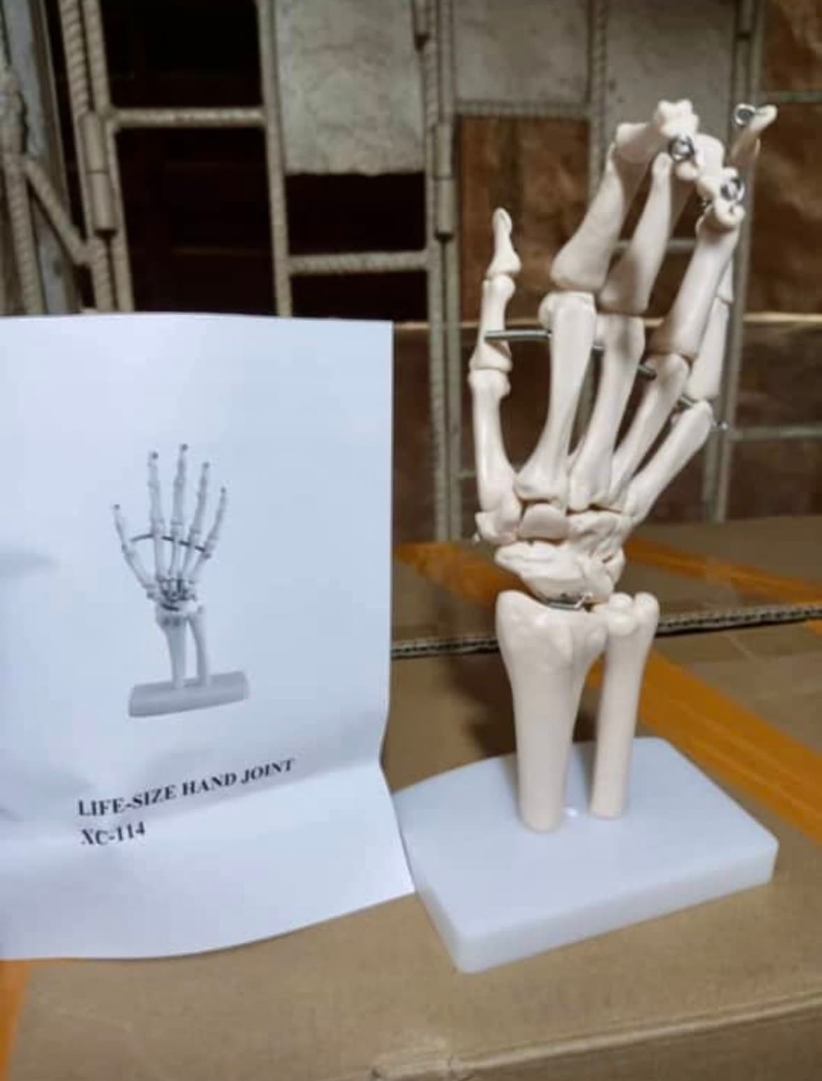 Hand Joint Anatomy Model